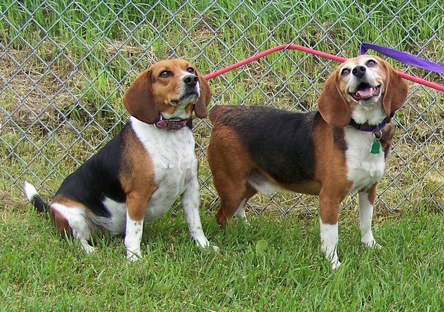 07-08-15 12711-12712 Beagles