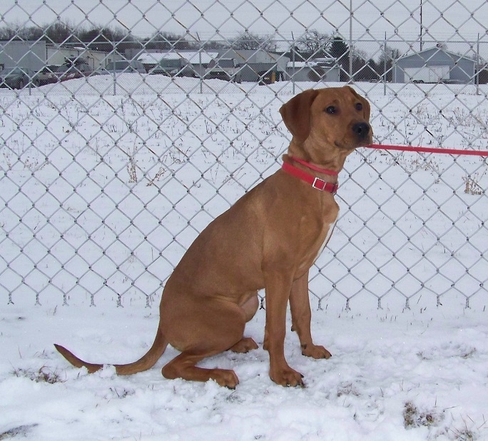 02-16-16 16-108 CINNAMON lab-hound