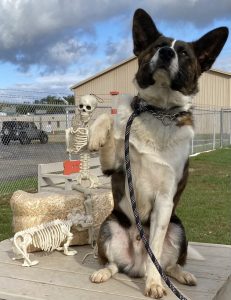 Memphis – WLKM Radio 95.9 FM